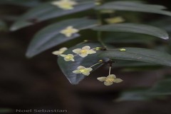Phyllanthus gageanus